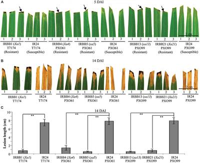 Dominant and Recessive Major R Genes Lead to Different Types of Host Cell Death During Resistance to Xanthomonas oryzae in Rice